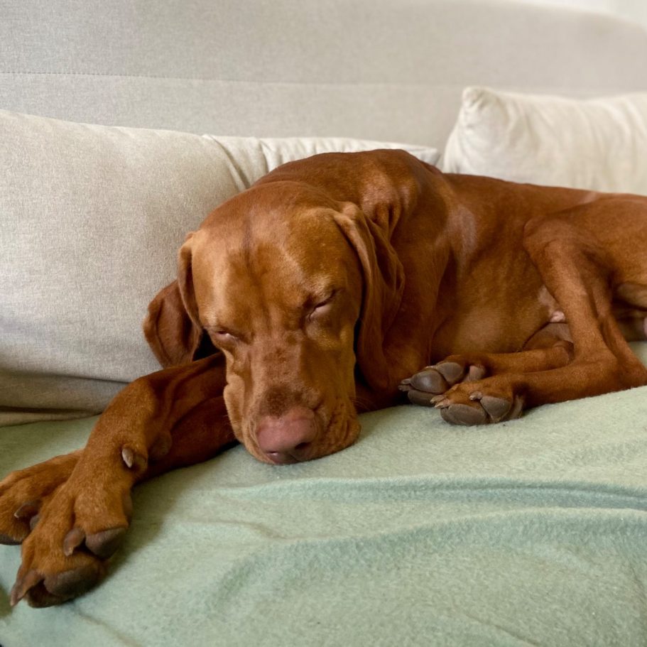 Therapiehund Anton schläft
